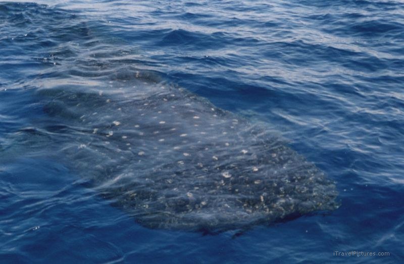 whale shark Isla Juventud speckled